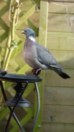 Close-up of bird perching outdoors