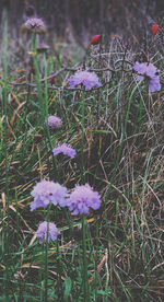 High angle view of purple crocus flowers on field