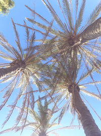 Low angle view of palm tree against clear sky