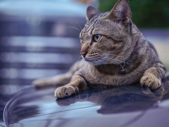 Close-up of a cat looking away