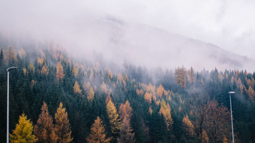 Panoramic view of pine trees in forest during autumn