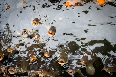 High angle view of fishes in swimming 