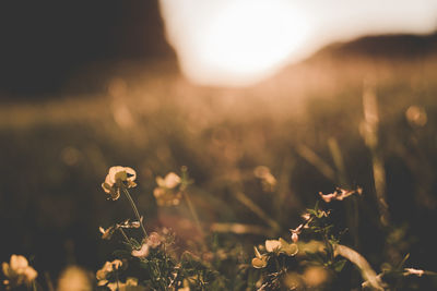 Close-up of flowering plant on field against bright sun