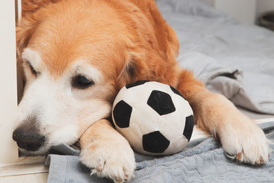 Close-up of a dog sleeping on bed