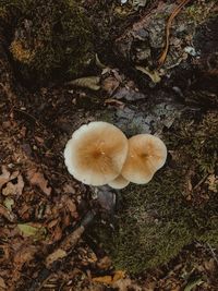 High angle view of mushrooms growing on field