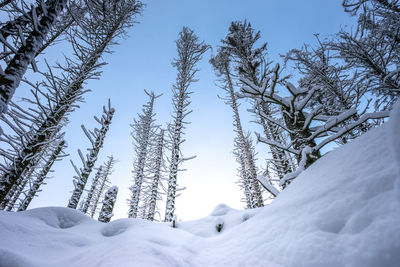 Snow covered land and trees against sky
