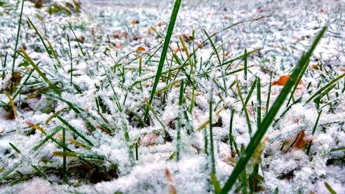 Close-up of frozen plant on field during winter