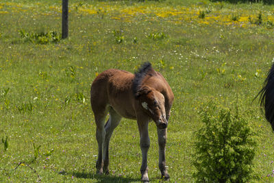 Pony standing in a field