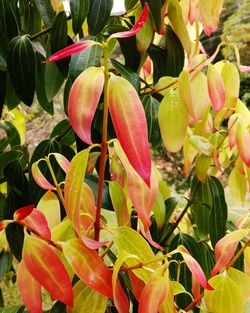 Close-up of flowers blooming outdoors