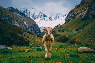 View of a horse on field