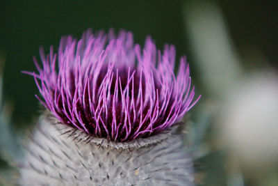 Close-up of thistle blooming outdoors