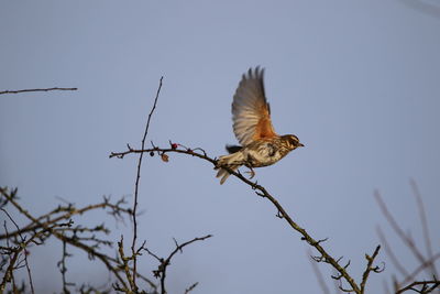 Low angle view of a redwing  flying against sky