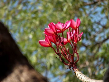 Close-up of pink flowers