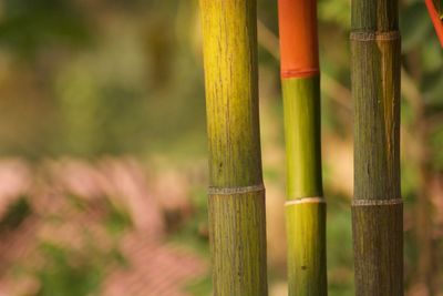 Close-up of bamboo against blurred background