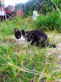 Portrait of cat on field