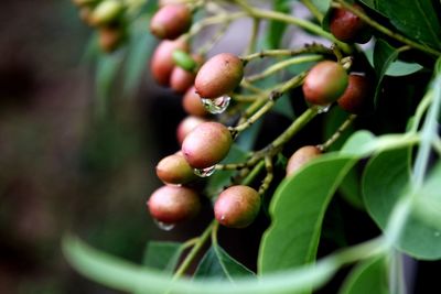 Close-up of fruits growing on plant