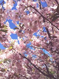 Low angle view of pink flowers blooming in park