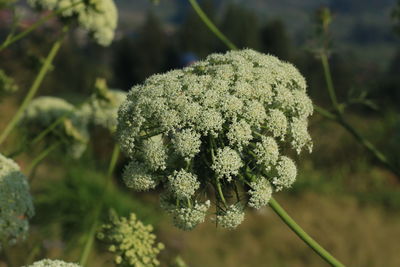 Close-up of flowering plant