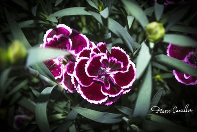 Close-up of purple flower blooming