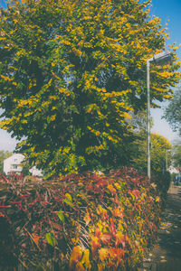 Yellow flowers growing on plant during autumn