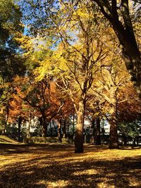 Trees on field