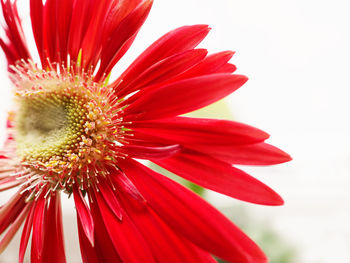 Close-up of red flower against white background