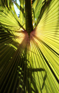 Low angle view of palm leaves