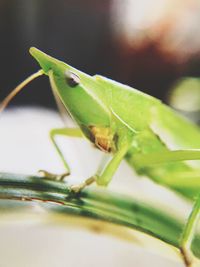 Close-up of insect on plant