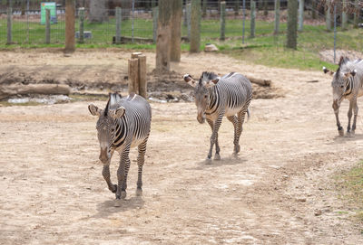 Zebra walking on a field