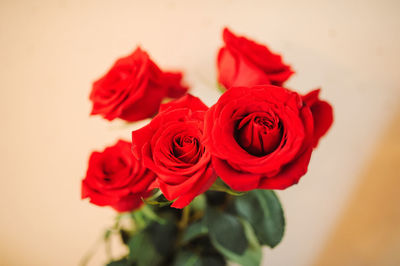 Close-up of red roses against white background