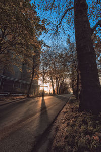 Road amidst trees in forest against sky