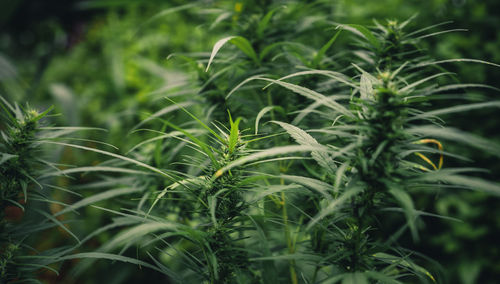 Close-up of crops growing on field