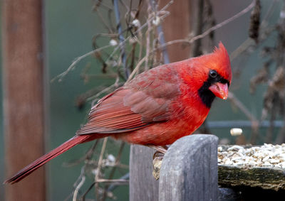 Cardinal feeding