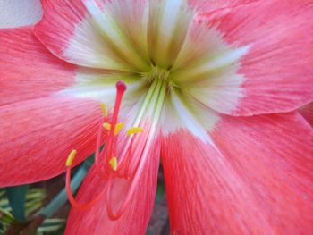 Full frame shot of pink flower