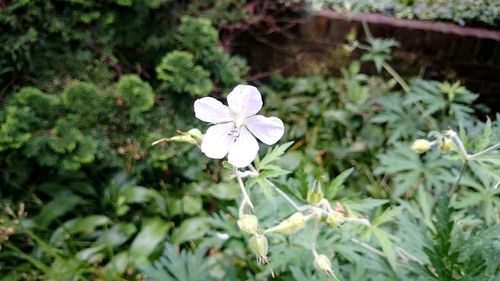 Close-up of purple flowers blooming outdoors