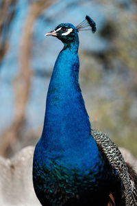 Close-up of a bird looking away