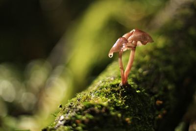 Close-up of mushroom growing on tree