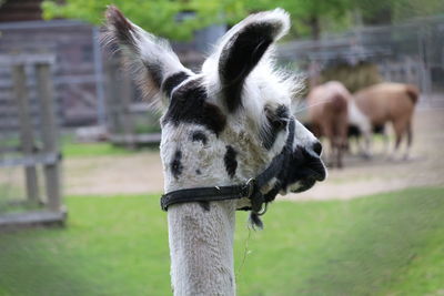 Close-up of horse grazing on field