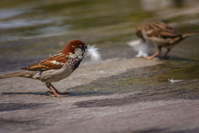 Close-up of bird perching on wood