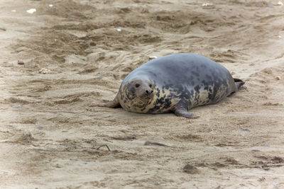 View of gray seal on beach