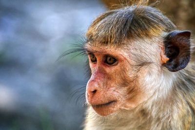 Close-up portrait of monkey