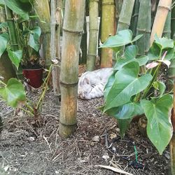 Close-up of lizard on plant