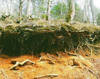 Trees in forest