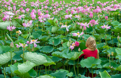 Pink flowering plants