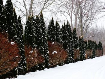 Snow covered trees