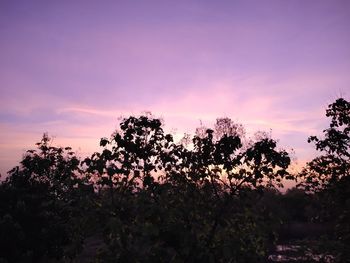 Low angle view of silhouette trees against sky during sunset