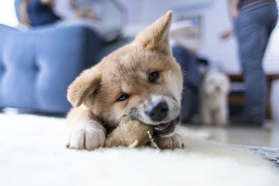 Close-up portrait of dog relaxing on floor