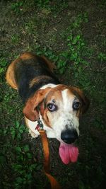High angle portrait of dog in grass