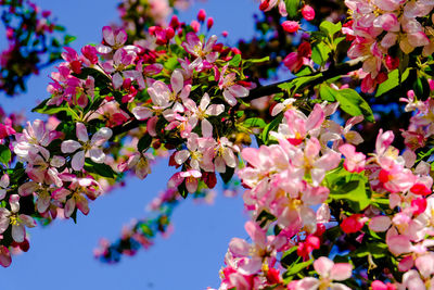 Close-up of pink cherry blossoms in spring