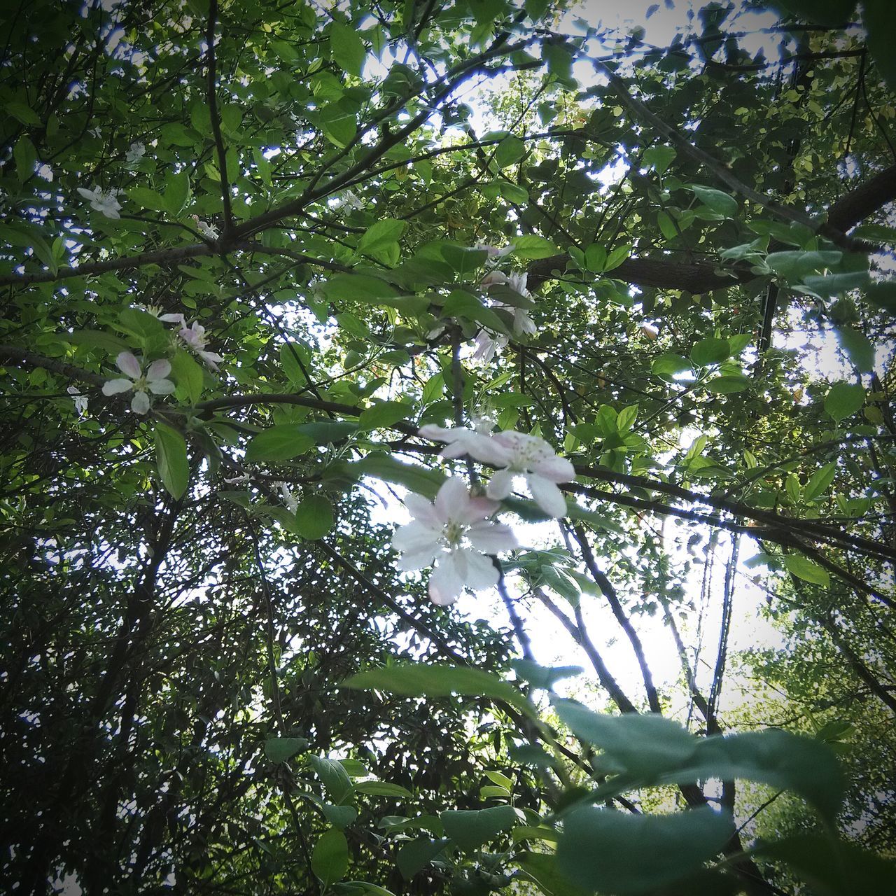 tree, growth, white color, branch, flower, nature, beauty in nature, low angle view, freshness, day, leaf, no people, tranquility, outdoors, green color, plant, fragility, sky, blooming, blossom